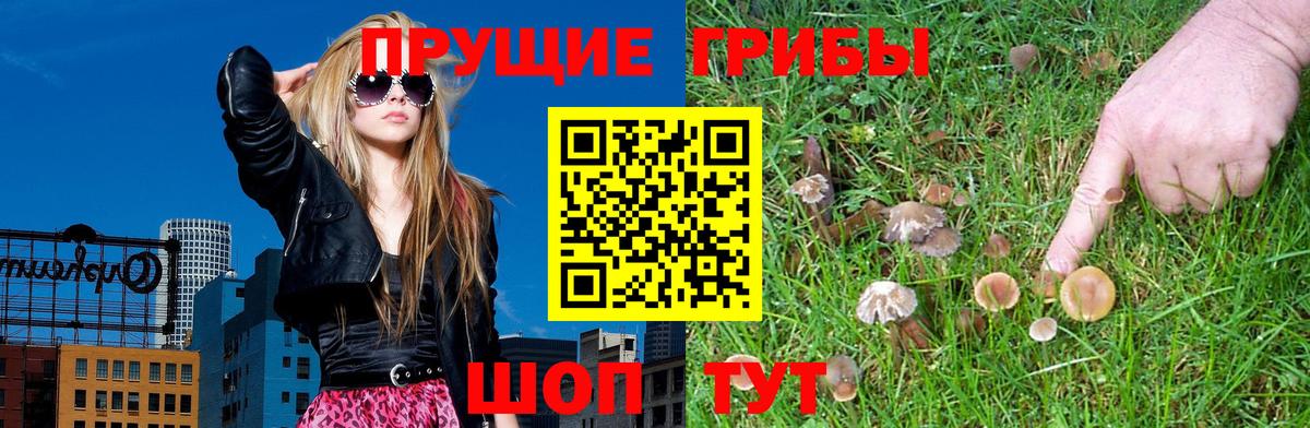 Галлюциногенные грибы Psilocybe  Псилоцибиновые грибы прущие грибы  Сорочинск  Вход с VPN 